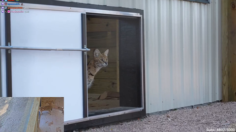 Kasi the Serval takes his first steps in his new outside space