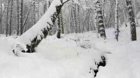 Streamer captures tree falling in the woods.