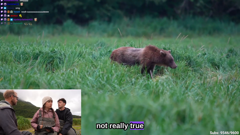 Bear cub makes an appearance

