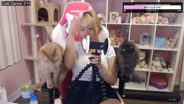 Double cat licking ASMR