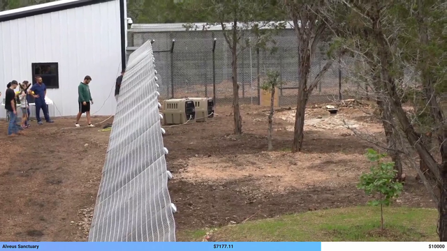 the wolves are released