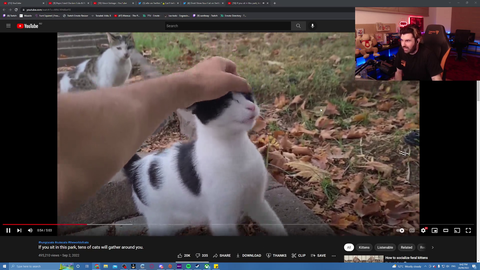 Streamer watches some polite cats in the park