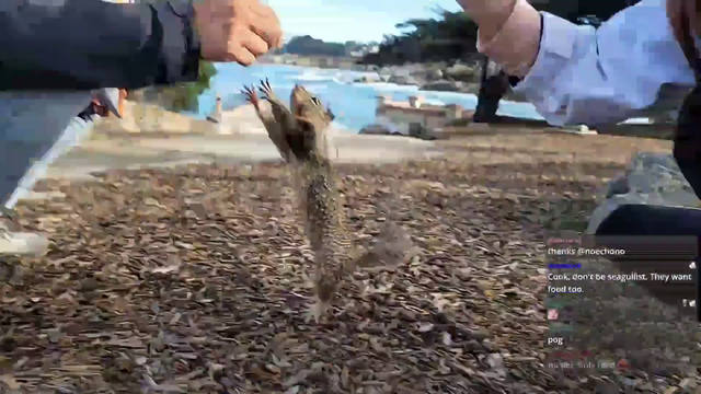 Squirrels beg for FRITOS!