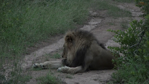 Lion Calling Out