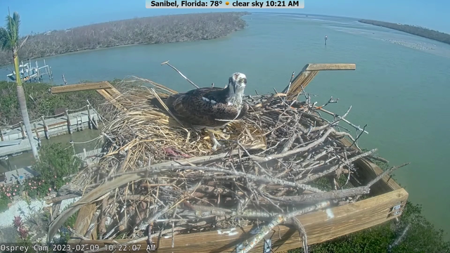 Fish escapes from Hawk's nest