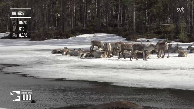 Raindeers spotted while taking a nap on the ice in northern Sweden
