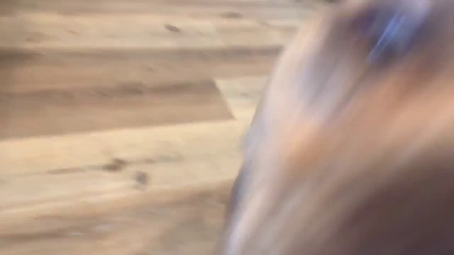 Hasan's dog Fish is feeling silly SillyChamp