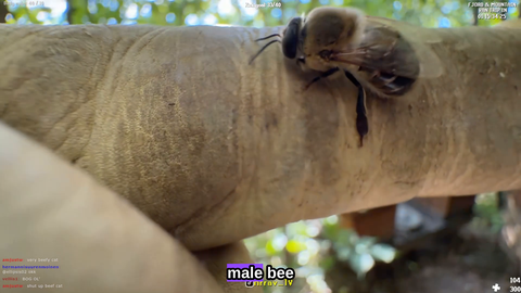 Arrav finds a male bee