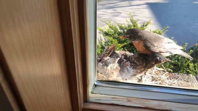 Mother bird does some spring cleaning.