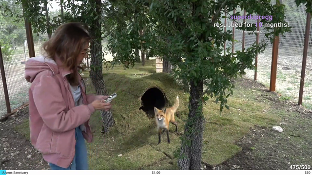 foxes!!!