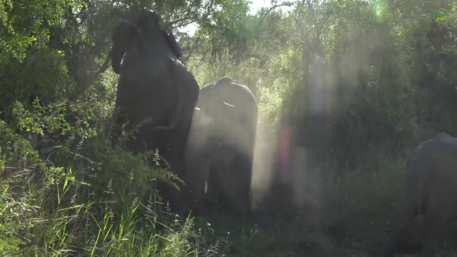 Elephants competing in a fart-off