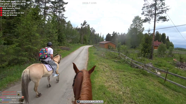 horse said no