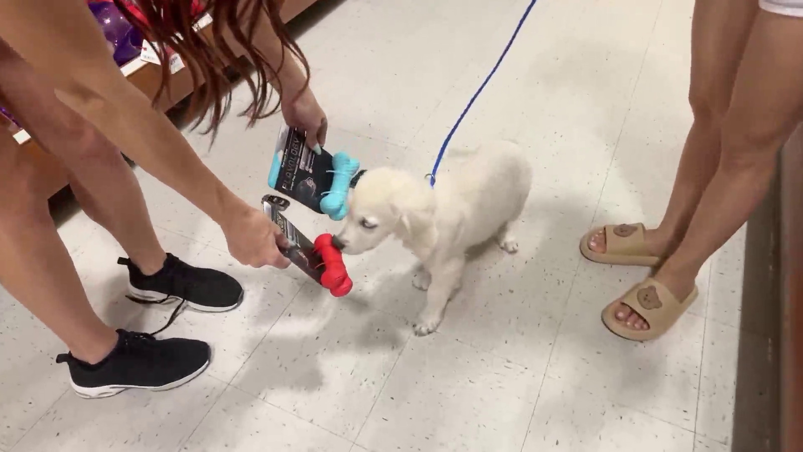 Dog makes a hard choice