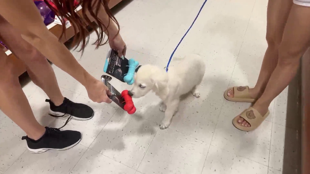 Dog makes a hard choice