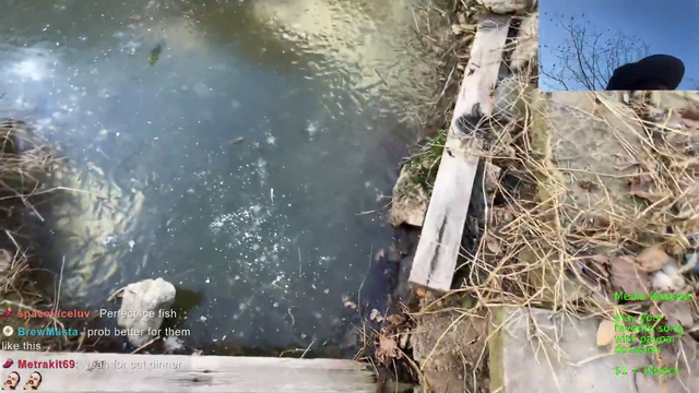 Esco tries walking on frozen over pond... Expected outcome