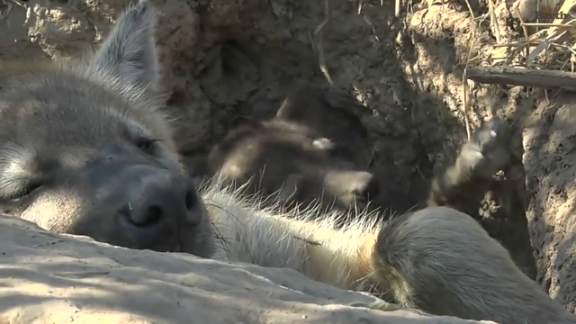 hyena cub kissing its mom and being extra cute playing on her head
