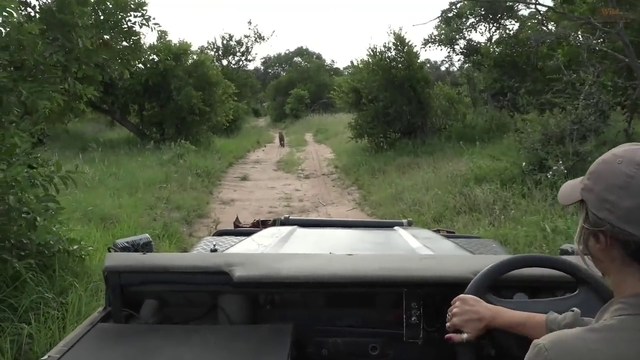 Leopard gets Spooked