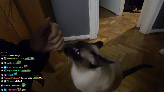 Hachu meets a super friendly cat