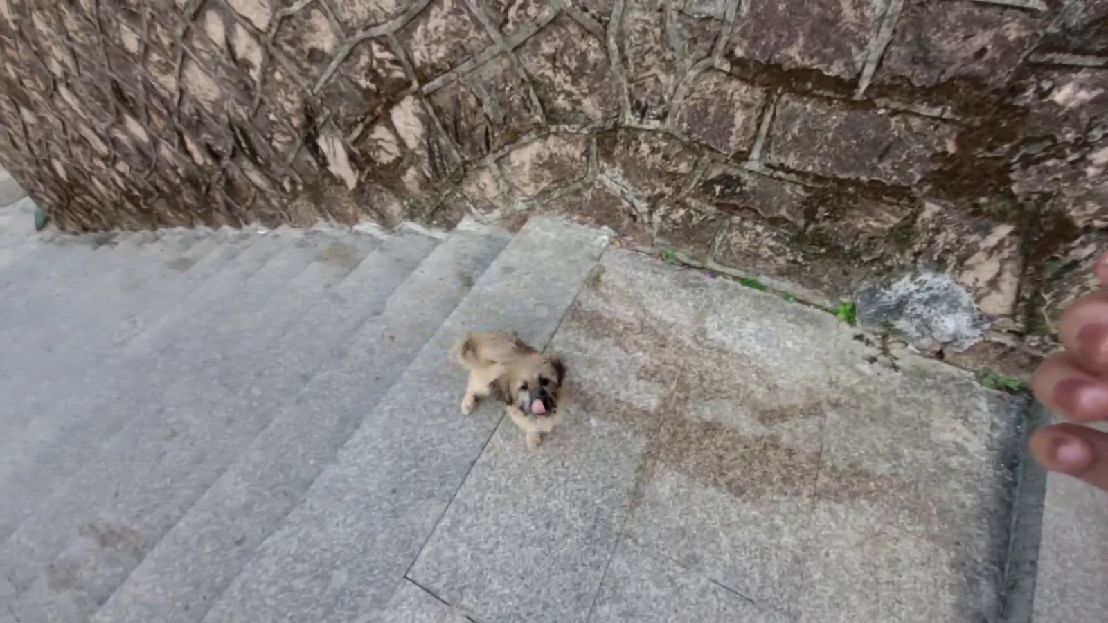Cute doggo