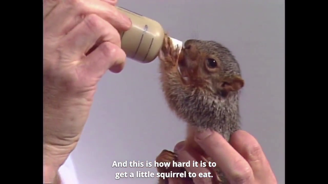 Bob Ross feeds Peapod the pocket squirrel