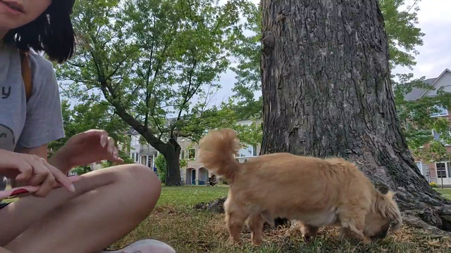 Happy Dog Farts in Streamer's Face