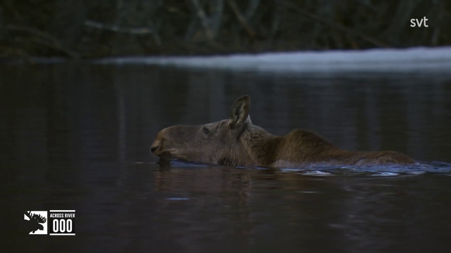 First moose of the year makes it across