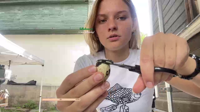 Quail egg shot