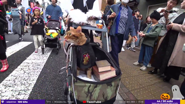 IRL Streamer finds a cute Harry Potter cat in Japan