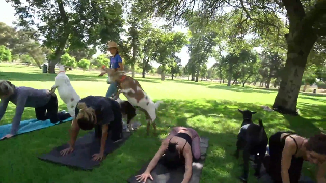 Girl trip meets goats