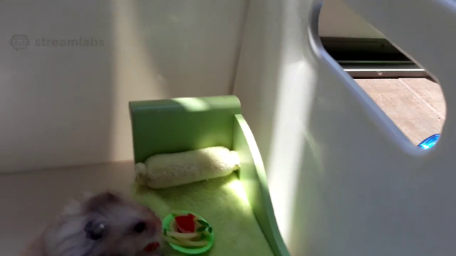 streamer gives her hamster a tiny plate of spaghetti