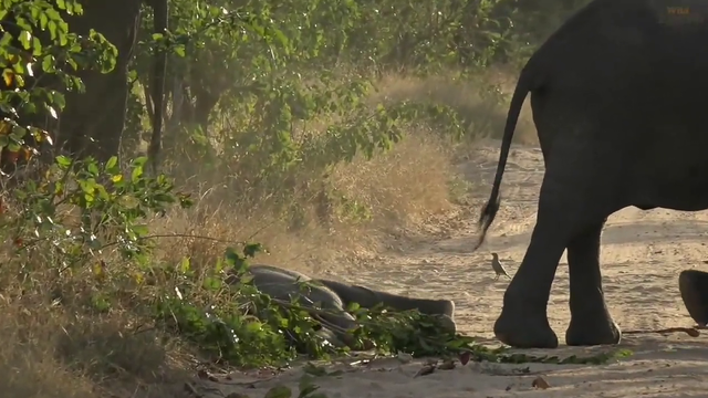 two baby elephants being silly
