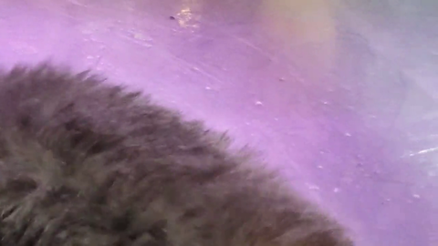 CHONK begs for food