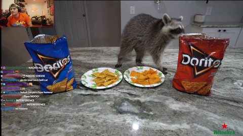 Anyways, here's a cute raccoon eating doritos