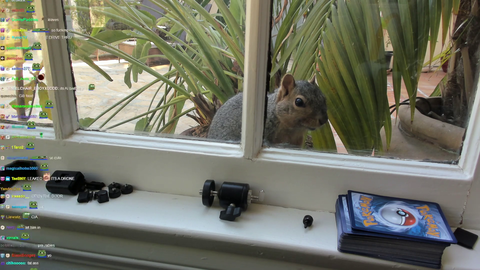 xQc Tries To Feed a Squirrel