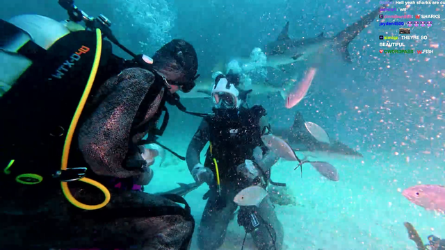 Speed feeding a shark