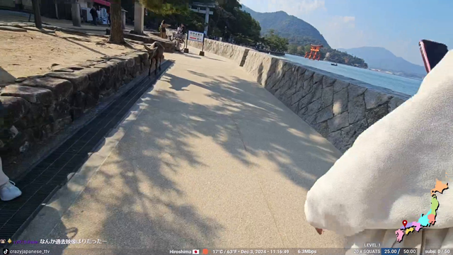 Hungry japanese deer