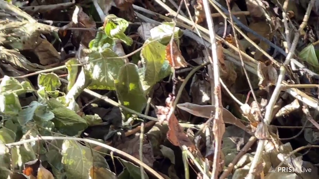 Lizard leaps and catches a bug