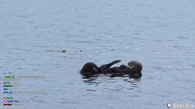 Cooksux and Hachubby find otters