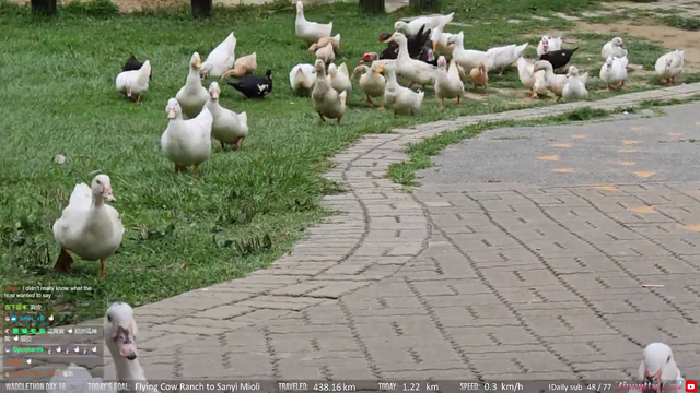 Jinny meets a flock of waddlers