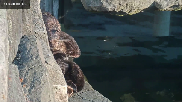 otter jenga