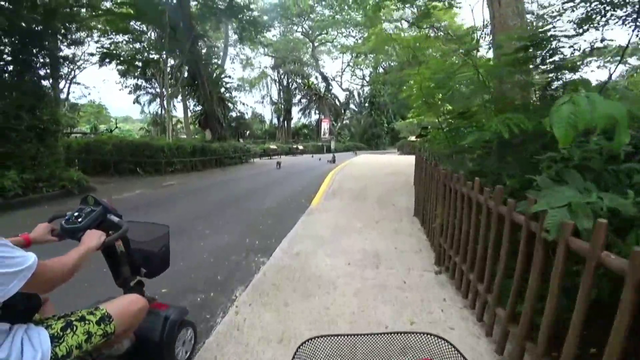 Loose monkeys at zoo in Singapore ATTACK!