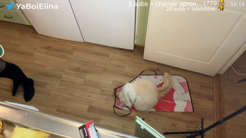 Poor cat