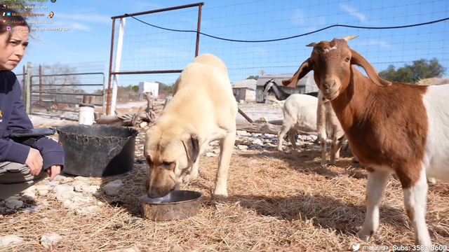 Maya Saves Goat that Fell Through Ice