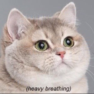 Typical_Cat