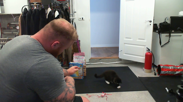 Hafthorjulius - 450 lbs The Mountain playing with his little cat
