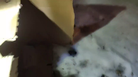 Nymn releases a mouse back into the wild