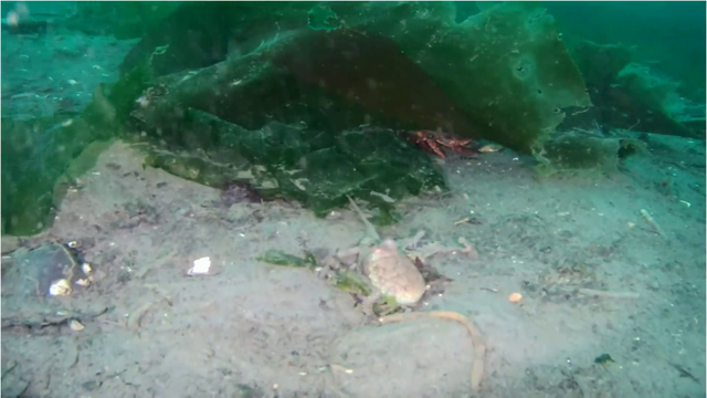 Octopus says no thanks