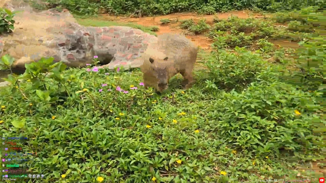 Capybara makes very cute sounds