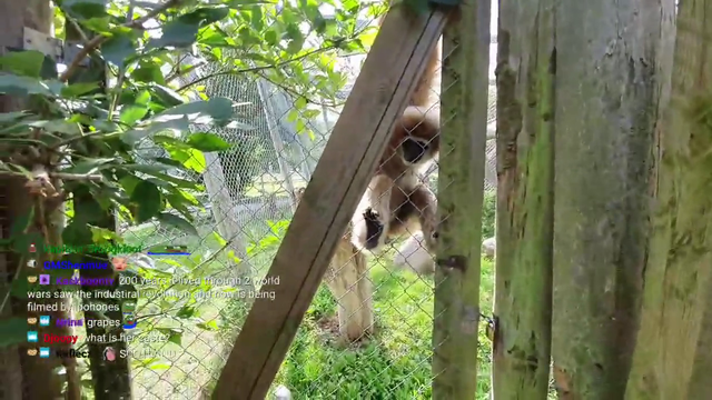 Jinny's brother gets attacked by monkeys