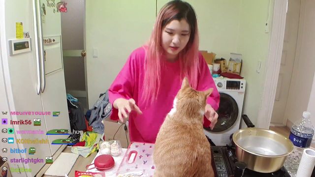 Today we are cooking Cat
